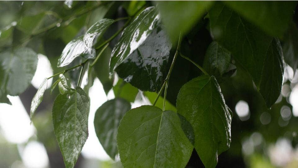    Дождь. Погода. Лето. Источник: Анна Меньшикова