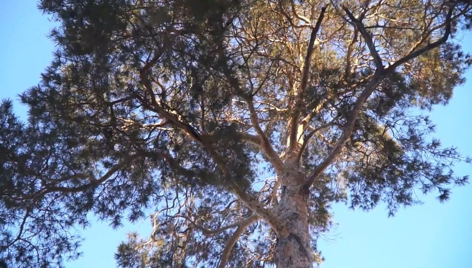    Сосна. Дерево.. Источник: телеканал "Толк"