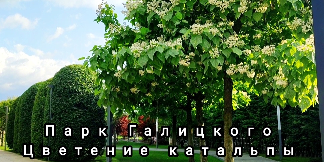 🌳Парк Галицкого. Цветение катальпы.