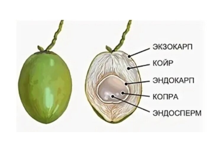 Койра и экзокарп - основа для изготовления кокосового субстрата