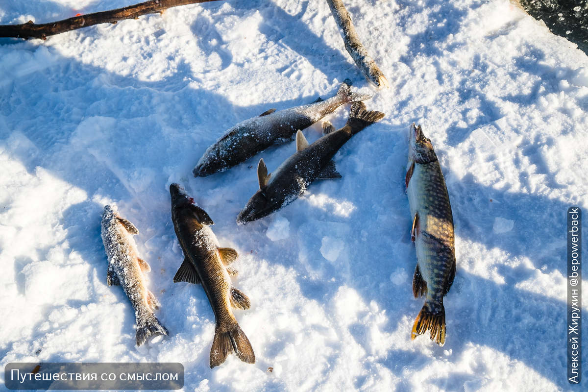 Вот он, свежепойманный чир — основа знаменитой строганины