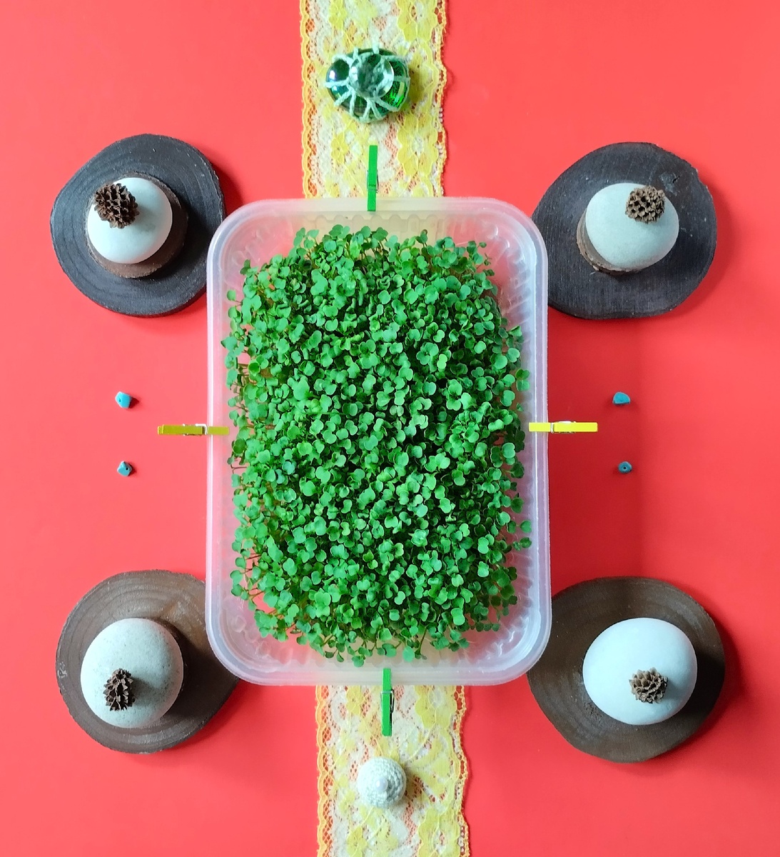 Микрозелень руккола.