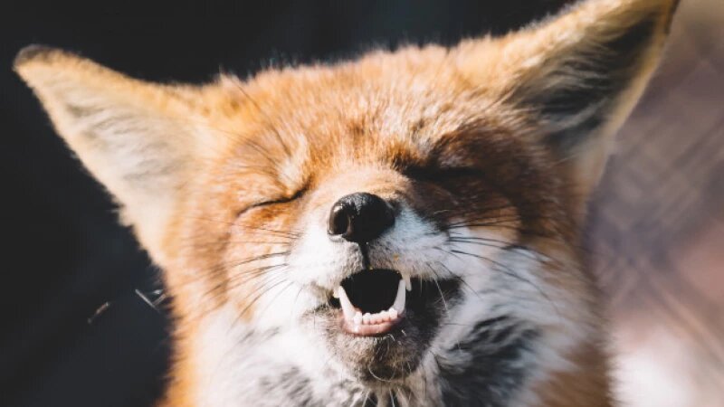     Лиса. unsplash.com