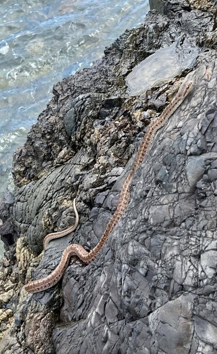     Источник: novosti_primorye25