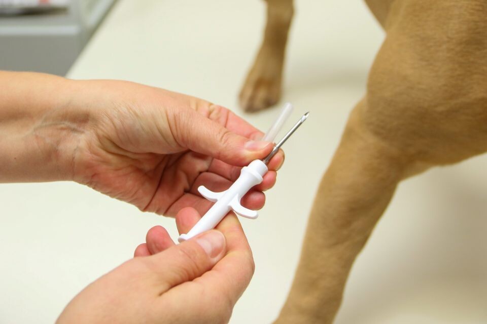    Регистрация и маркировка собак. Источник: Виталий Барабаш