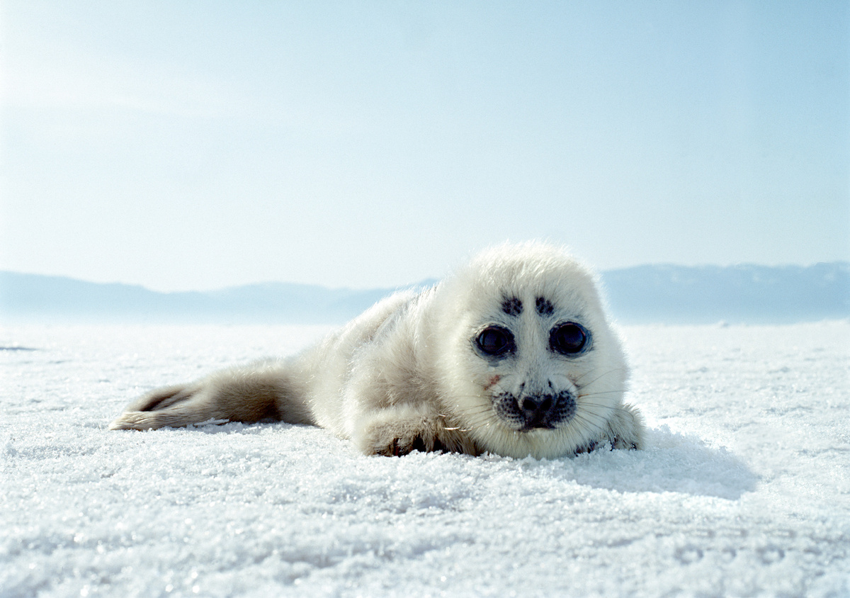 📸 Вадим Кантор