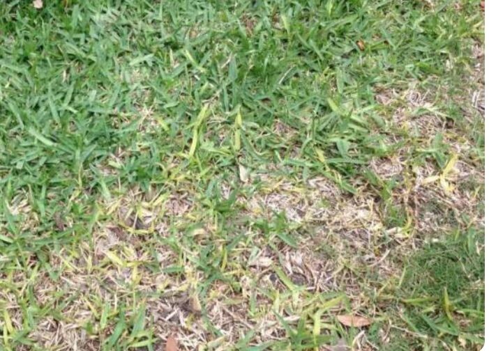 Корневые гн или на газоне