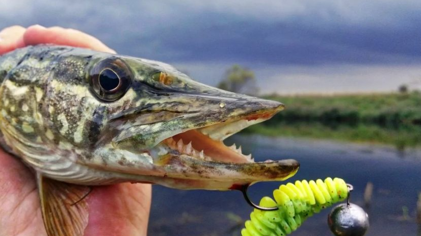 Щука пойманная на твистер. Источник фото dishcuss.com