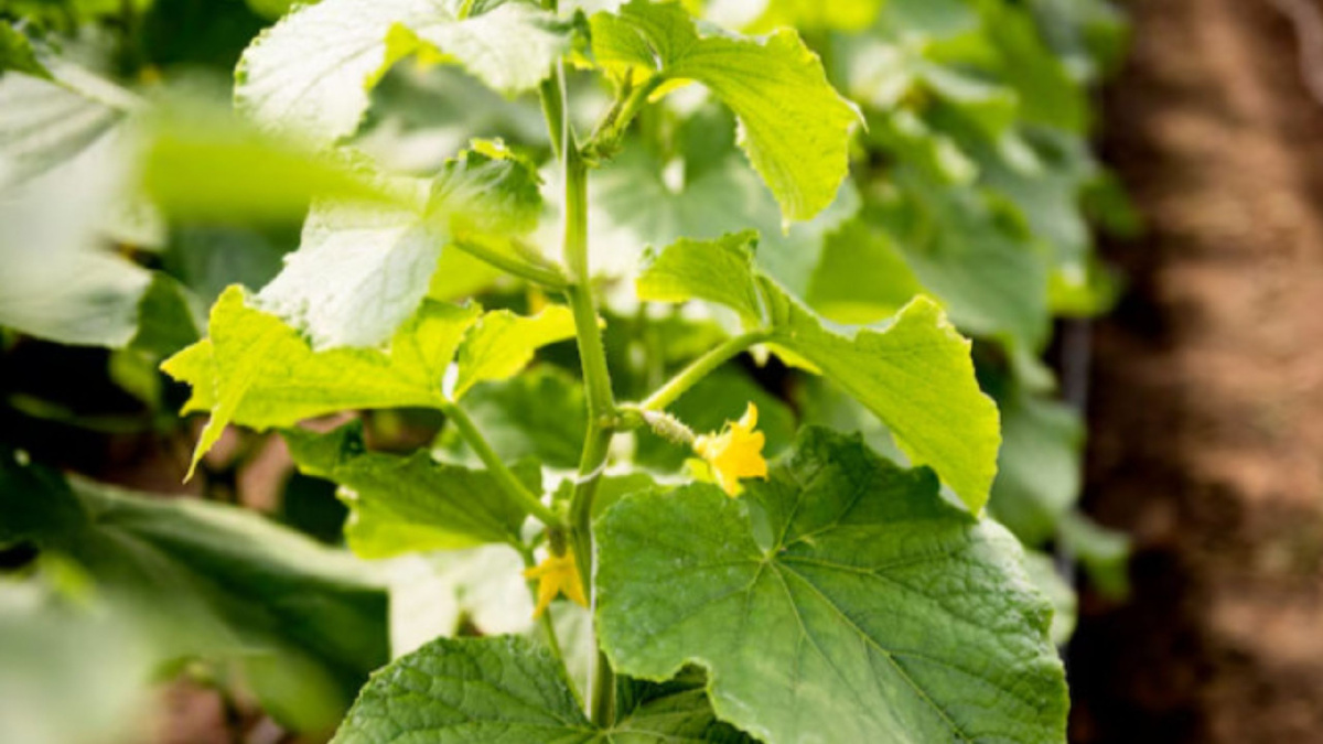 Яндекс картинки