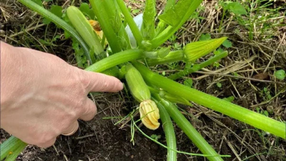 Яндекс картинки