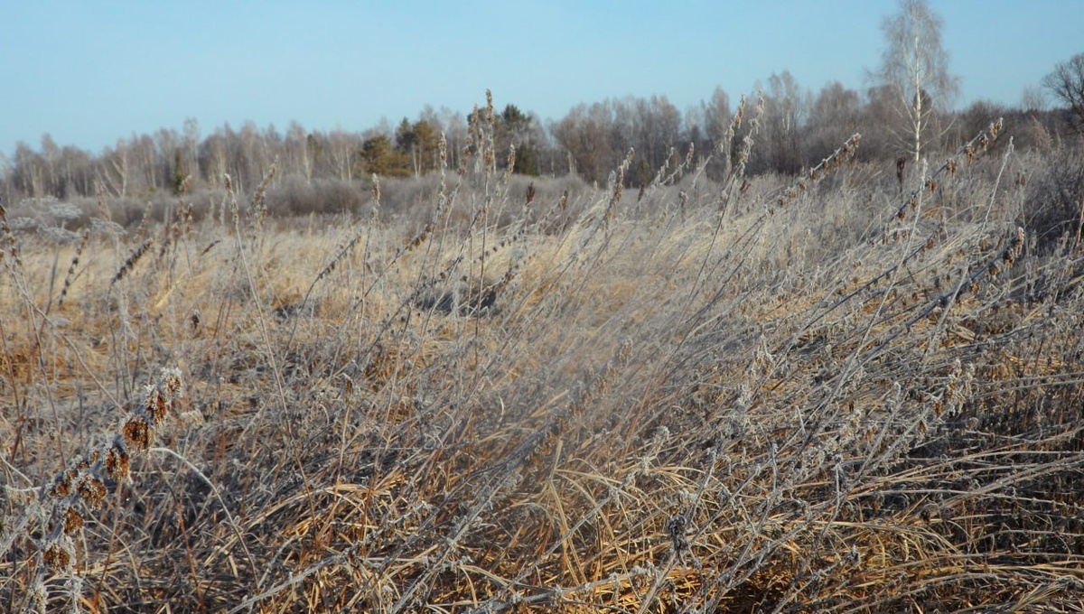     Россельхознадзор регулярно занимается заброшенными сельхозземлями. Теперь больше внимания обратят и на земли других категорий