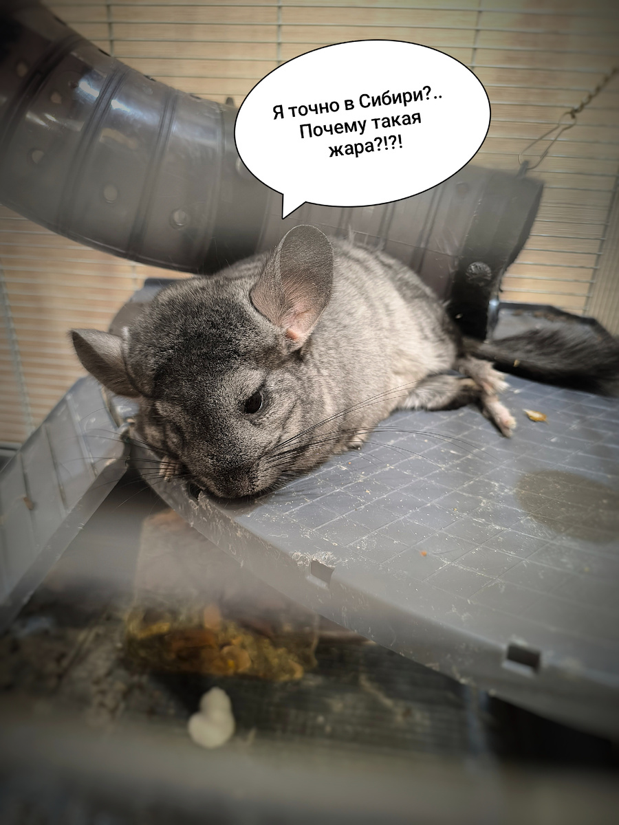 Шиншилла Пепсик летом (© Анна, «Маяк энерджайзера»)