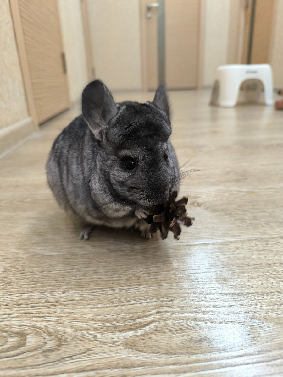 Шишка-игрушка и подставка для прыжков (© Анна, «Маяк энерджайзера»)