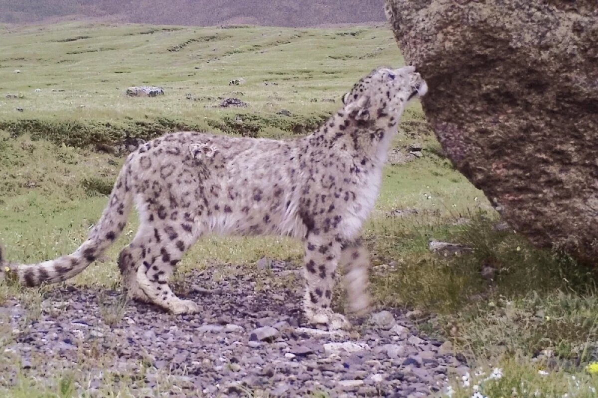    Появились подробности нападения барса на стоянку скотоводов на Алтае