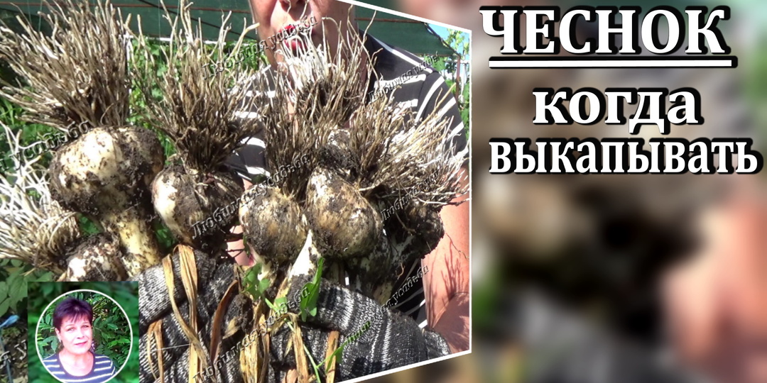 Когда убирать чеснок чтобы луковицы хранились всю зиму