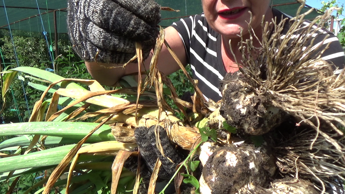 Нижние листья сухие, верхние наполовину желтеют, стебель мягкий, корни еще вегетатируют Зубчики рельефные ,твердые и хорошо прощупываются под чешуями