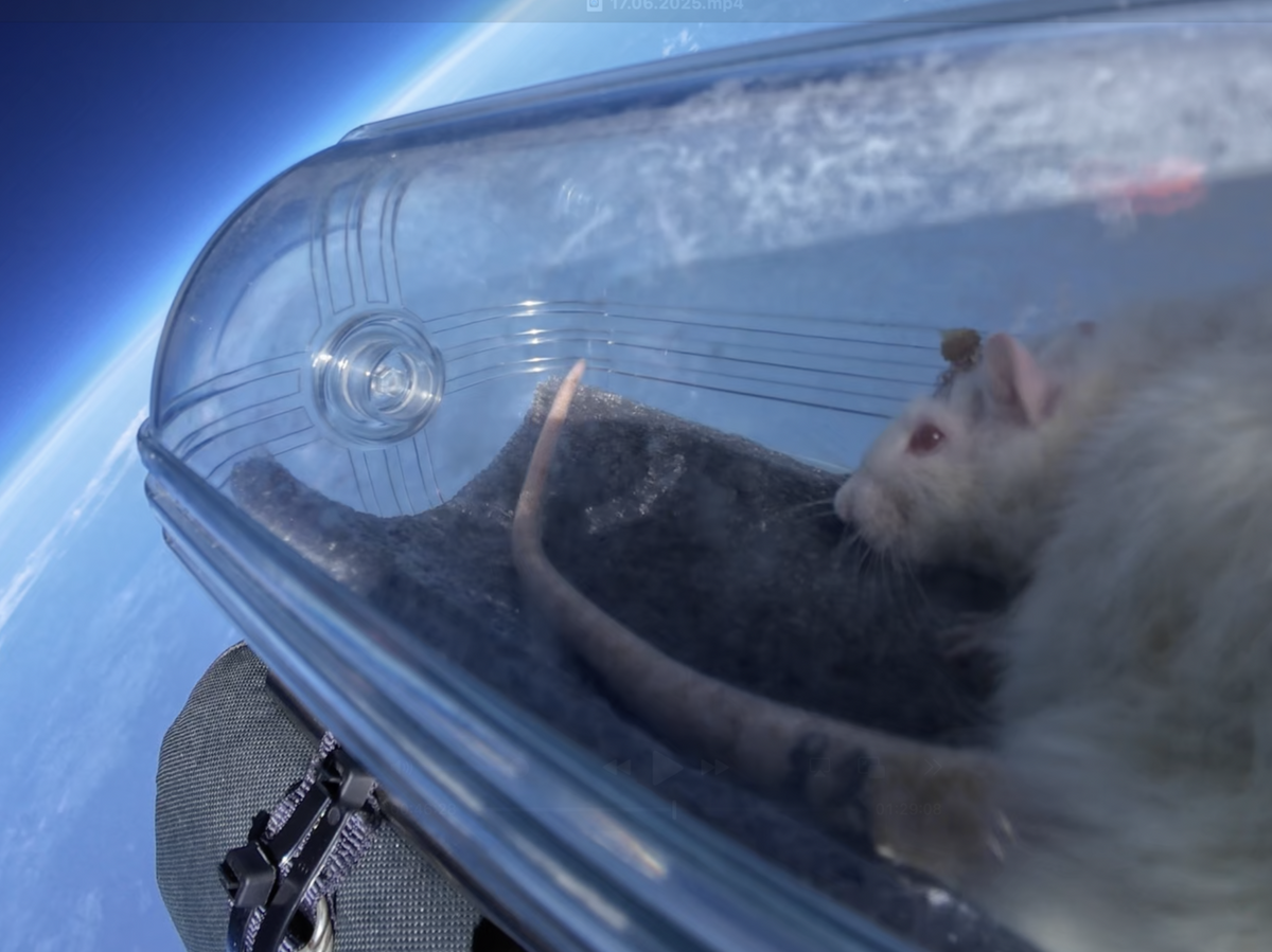    Первый полет в стратосферу крысы с нейроимплантом© Фото : Neiry