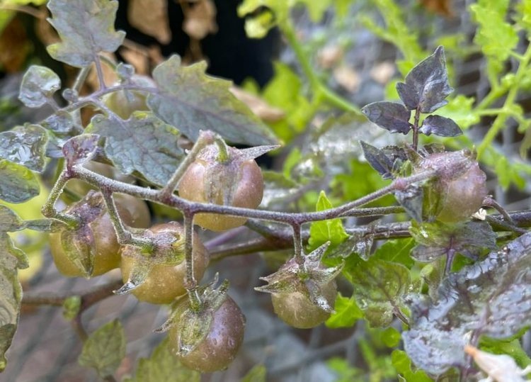    Фото: Adam Jozwiak UCR