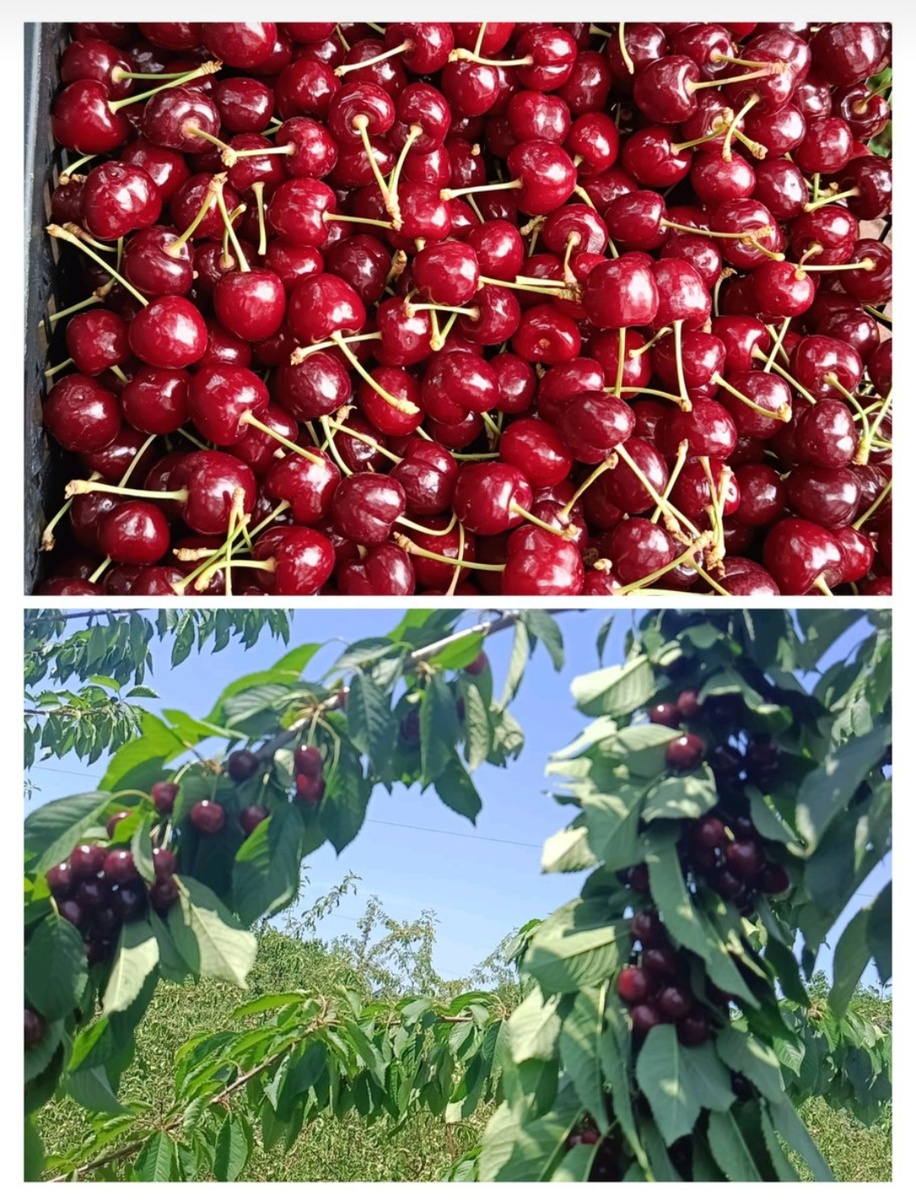 Черешня. Сорт не знаю - еще дед мужа посадил 30 лет назад. Деда уже давно нет, а черешня нас кормит. 