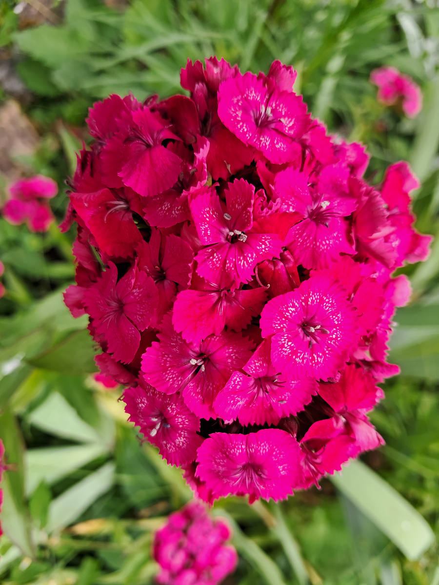 Тоже монохром, но оттенок отличается.