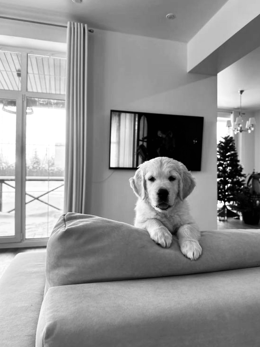 Расставание с мамой, новый дом и запахи, незнакомые люди и другие животные — первые дни питомца в квартире — это стресс, как для ценка, так и для его хозяина.
Мы собрали полезные советы, которые помогут вам сделать период адаптации комфортнее и спокойнее.