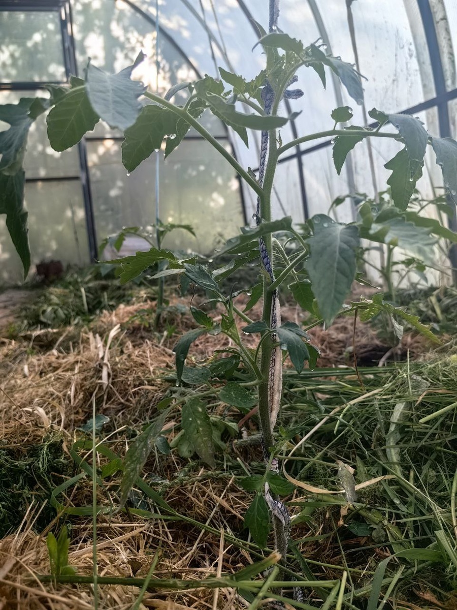 2 недели назад