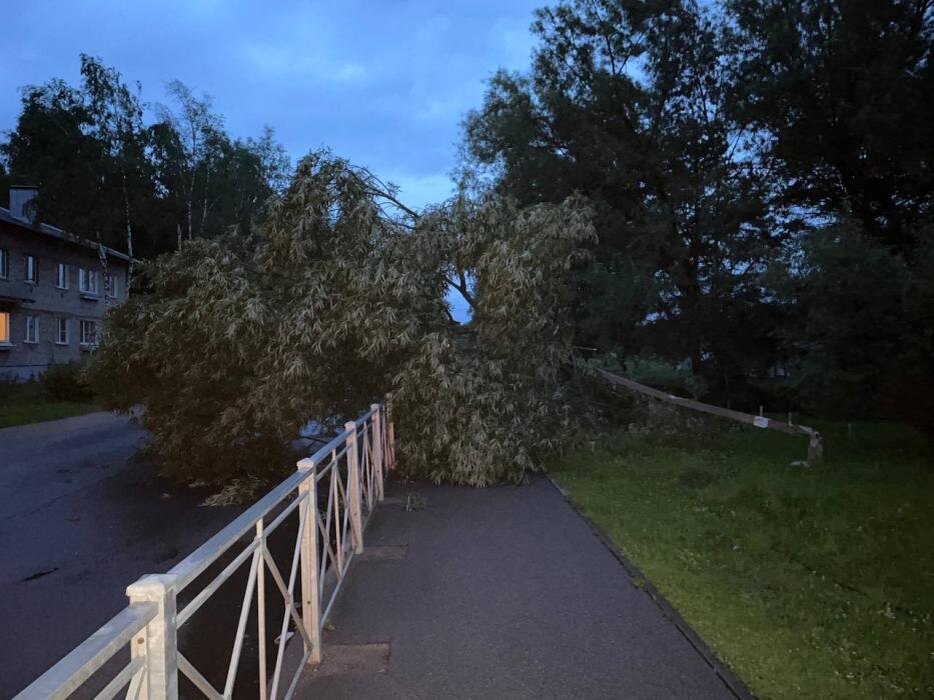 В Острове упавшее дерево оборвало электрокабель
Фото: газета «Островские вести»