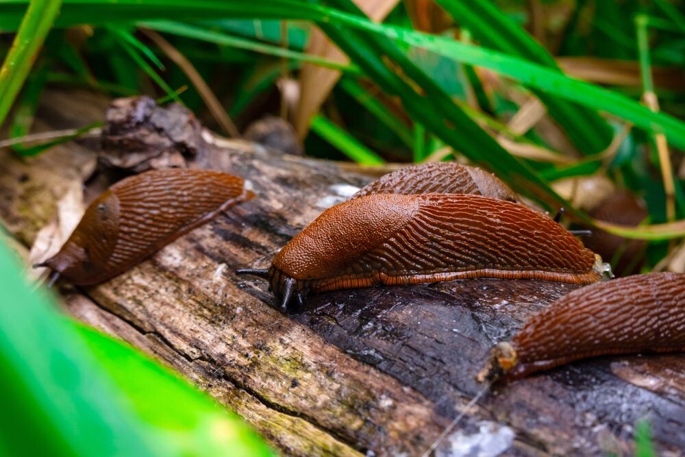Фото: Shutterstock/FOTODOM/Ja Crispy