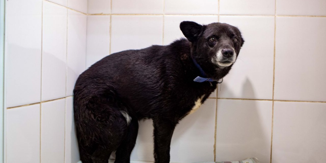 Борьба за жизнь продолжается вот уже 5 лет!