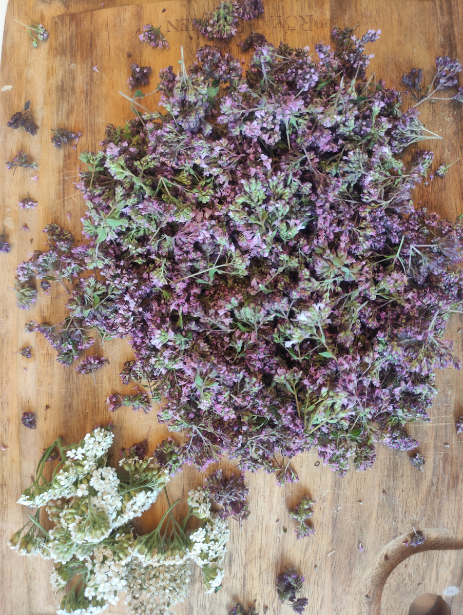 Вот она, красавица. Моё фото душицы