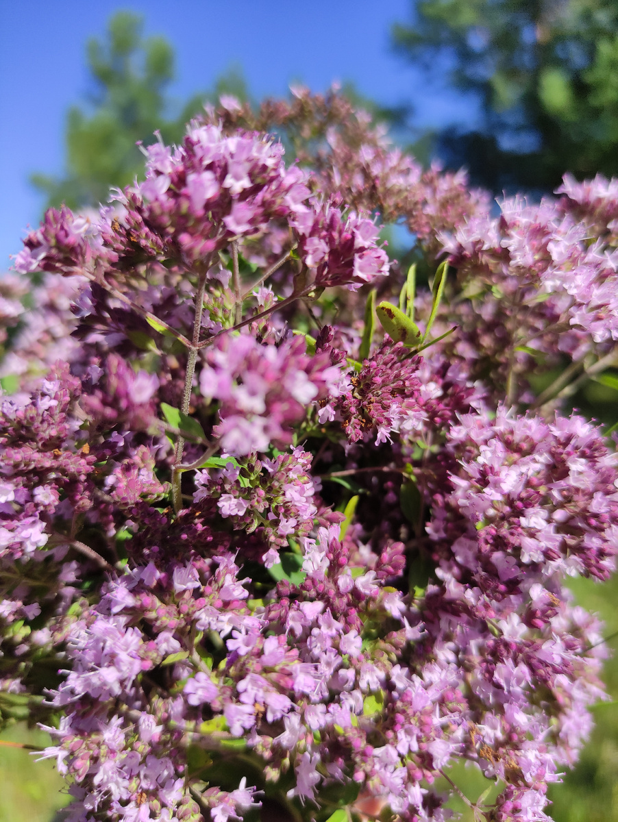 Красота. Моё фото