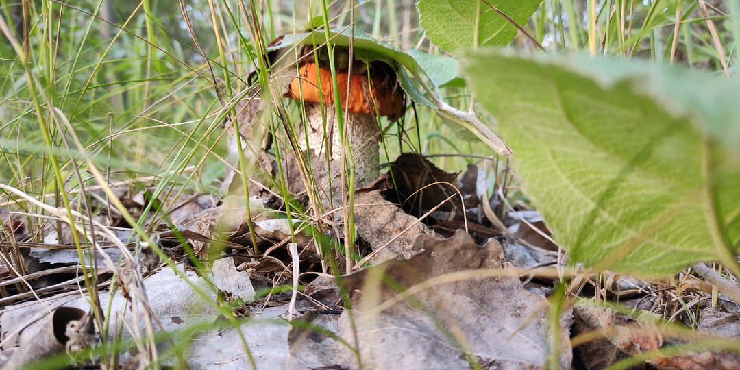 Почему у ПОДОСИНОВИКА Красная Шляпка? Раскрываю Секреты