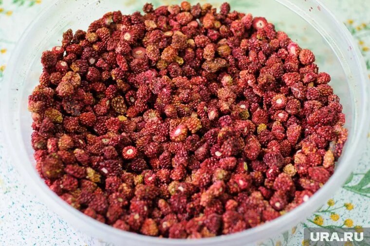 Челябинцы отправляются в лес за свежими ягодами. Фото: Владимир Жабриков © URA.RU