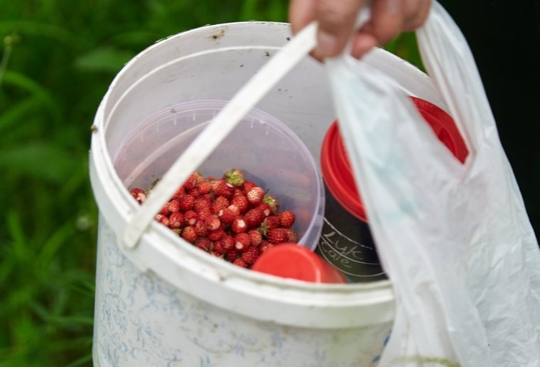 Вместе с земляникой любители леса собирают и грибы. Фото: Анастасия Шагаева, Группа «Грибы. Ягоды. Травы. Челябинск и область», vk.com