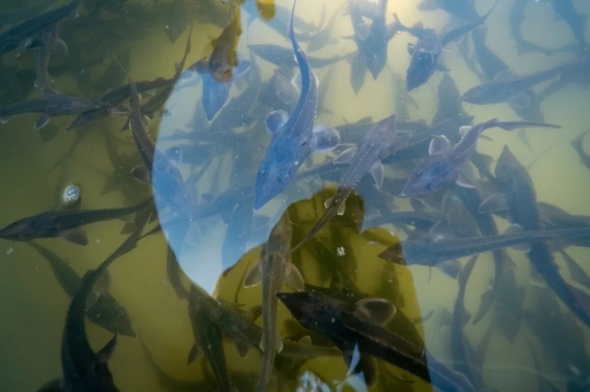    В Сургуте в реку Сайма выпустили тысячи мальков пеляди