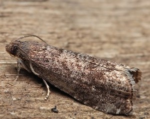 плодожорка