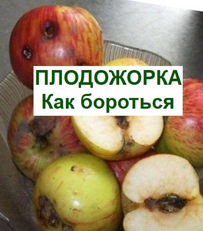 плодожорка яблонная