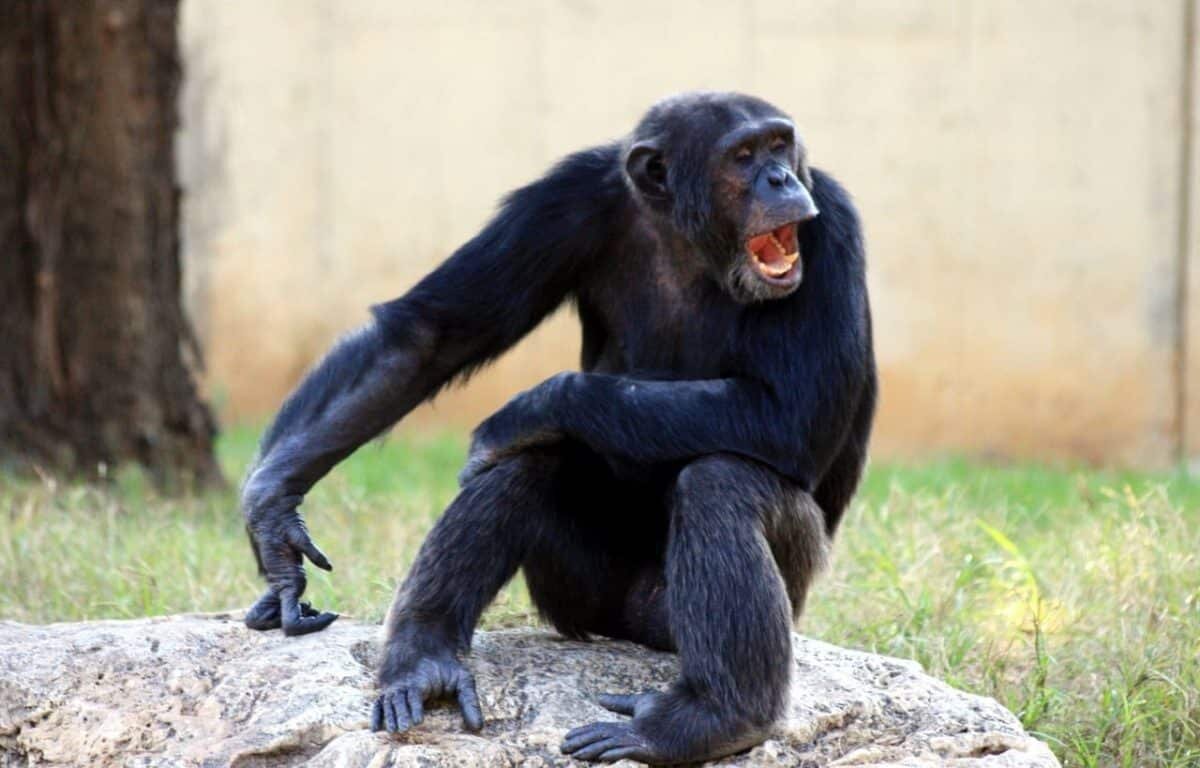    Шимпанзе проявляют не меньший интерес к поведению сородичей, чем дети / © PxHere / Автор неизвестен