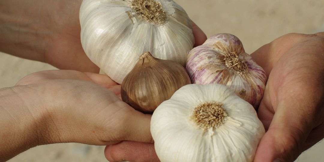 Дождливое лето убивает чеснок: план спасения для Урала и Сибири
