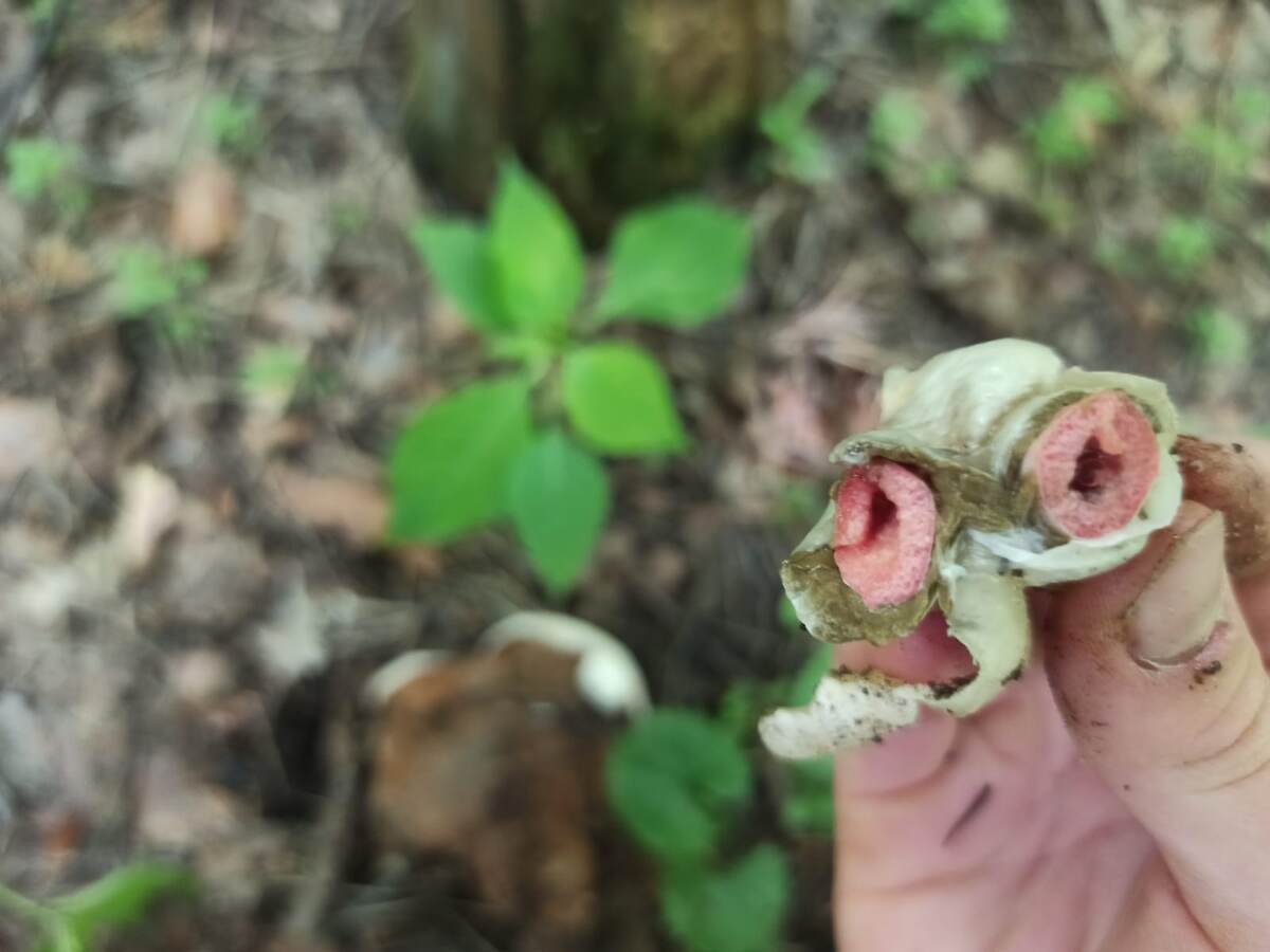 «Яйцо» в разрезе.