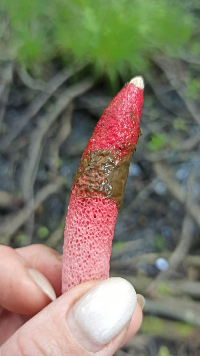 Взрослое плодовое тело.