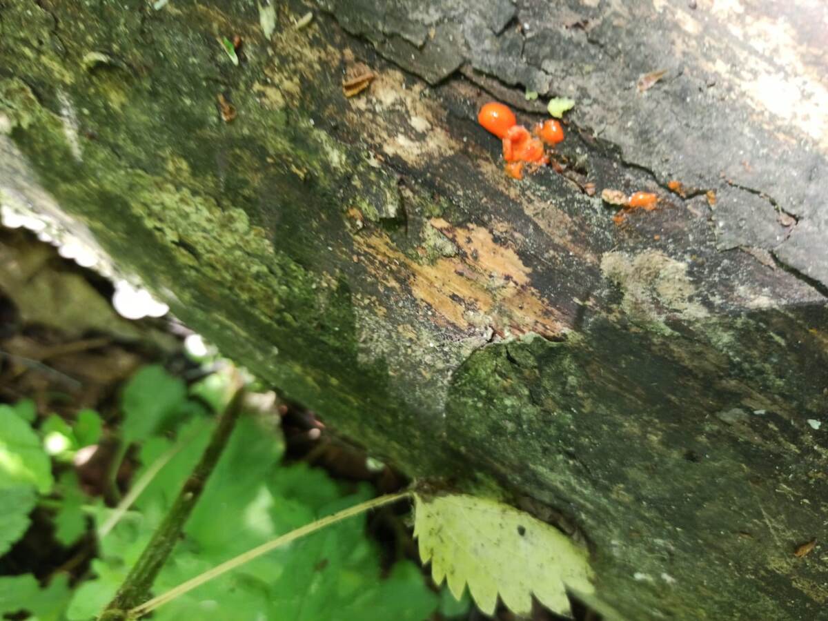 Раздавленные плодовые тела.