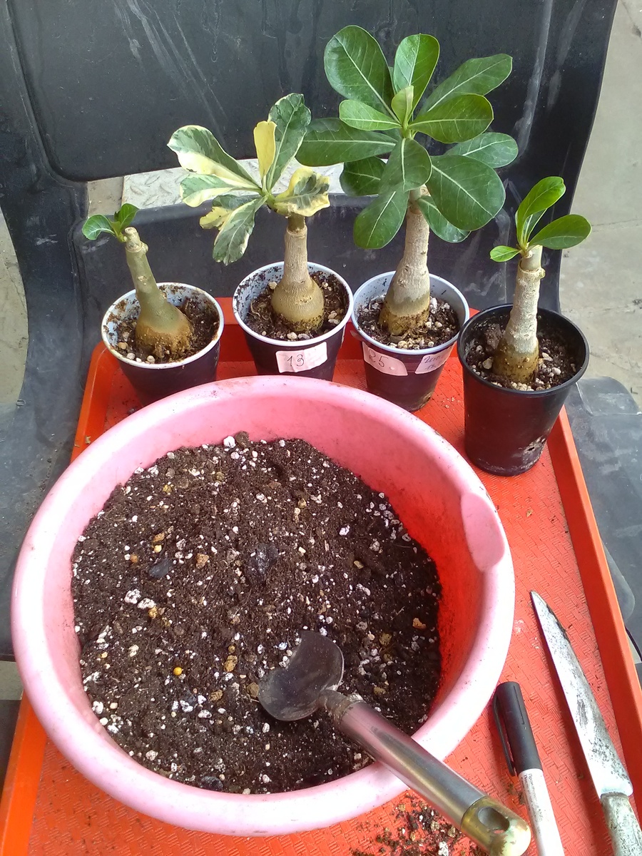 Кушать подано😄