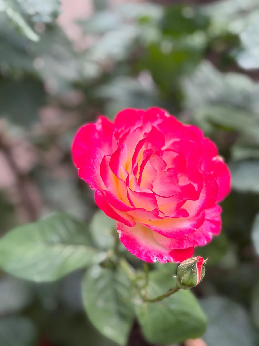 Роза из сада свекрови