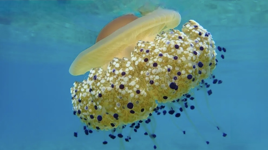 Средиземноморская медуза относится к виду медуз-яичниц 