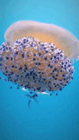 Красота медузы-яичницы сочетается с удивительной способностью к выживанию и размножению