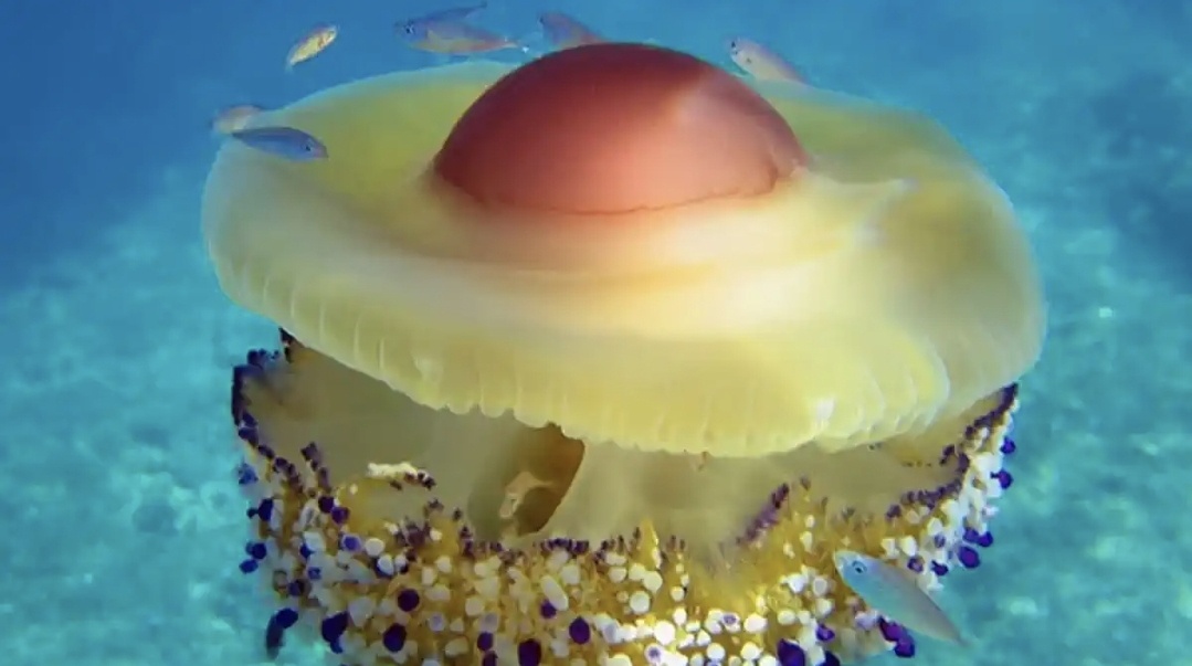 Питаются медузы мелкими морскими организмами, зоопланктоном, икрой и личинками рыб