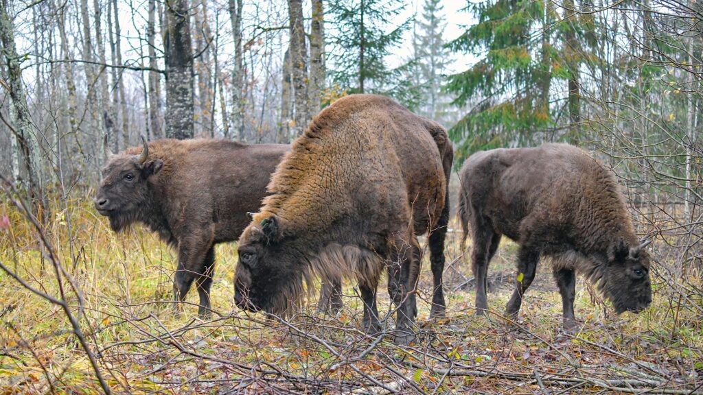    Фото: Геннадий Дубино Юля Баранова
