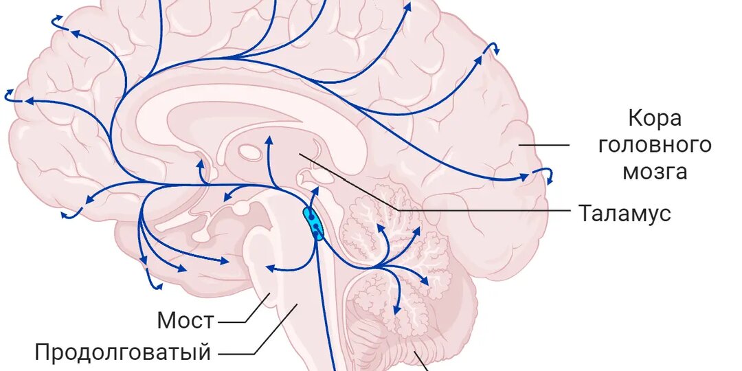 🔥 НОРАДРЕНАЛИН: ГОРМОН, КОТОРЫЙ ВРУБАЕТ МУЖИКА. ИНСТРУКЦИЯ ПО АКТИВАЦИИ