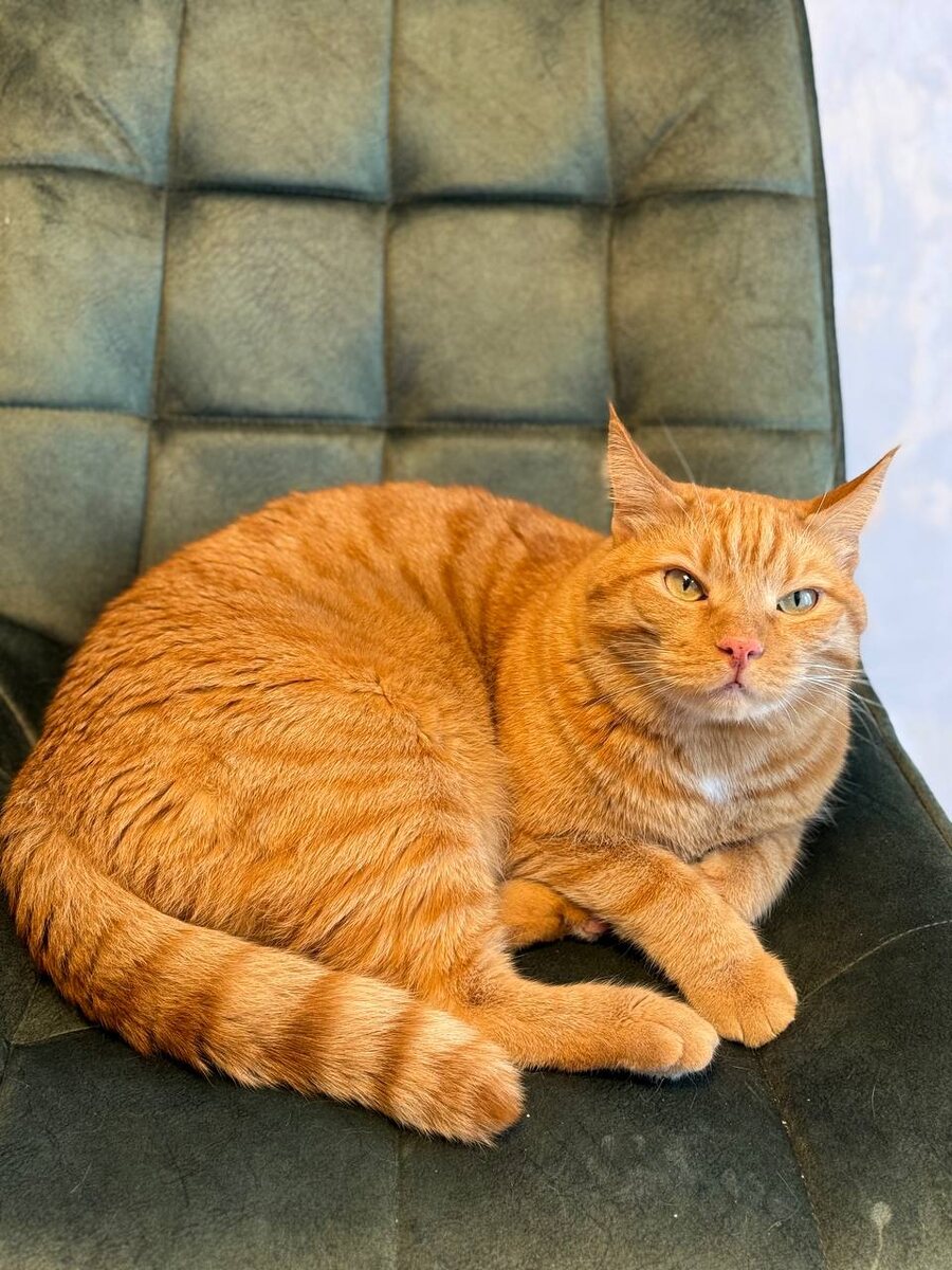 Наше домашнее солнышко, Тиша)))